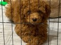 4 Aylık Dişi Toy Poodle
