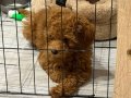  4 Aylık Dişi Toy Poodle