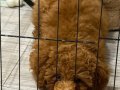  4 Aylık Dişi Toy Poodle