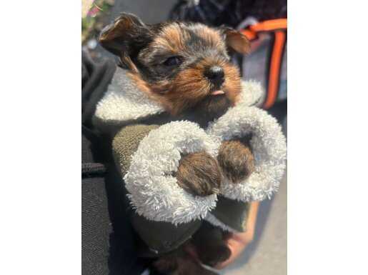 Mikro teacup erkek 2 aylık yorkşhire bebeğimiz 800 gram 