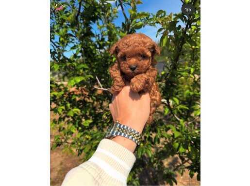 REDBROWN TEA CUP TOY POODLE YAVRULARIMIZ HAZIRDIR