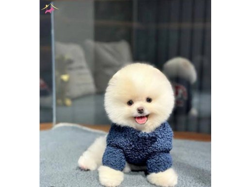 SCR’Lİ POMERANİAN BOO 