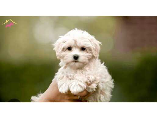 ORJİNAL MALTİPOO YAVRULARIMIZ HAZIRDIR
