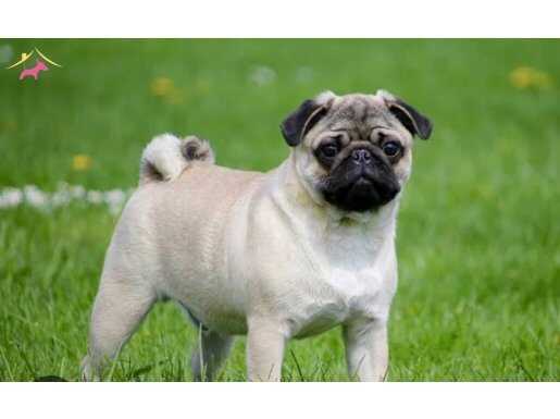 PUG MOPS IRK VE SAĞLIK GARANTİLİ