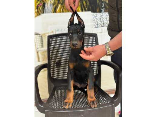 DOBERMAN YAVRULARIMIZ HAZIRDIR