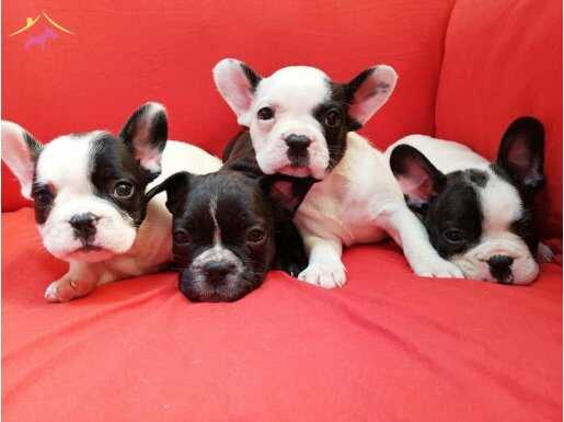 FRANSIZ BULLDOG YAVRULARIMIZ HAZIRDIR.