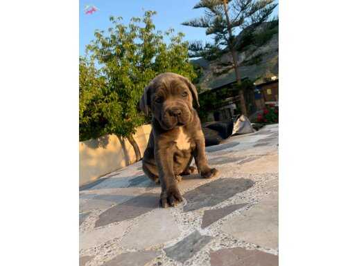 CANE CORSA YAVRULARI HAZIR