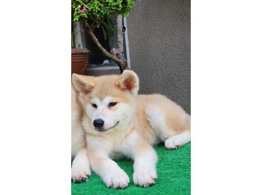 AKİTA INU YAVRULARIMIZ HAZIRDIR