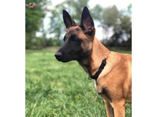 BELÇİKA KURDU YAVRULARIMIZ HAZIRDIR