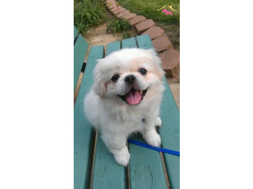 PEKİNEZ YAVRULARIMIZ HAZIRDIR