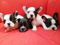 FRANSIZ BULLDOG YAVRULARIMIZ HAZIRDIR.