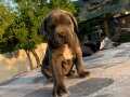 CANE CORSA YAVRULARI HAZIR