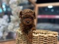 KORE RED BROWN POODLE