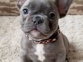 FRANSIZ BULLDOG YAVRULARIMIZ HAZIRDIR.