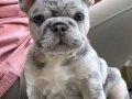 FRANSIZ BULLDOG YAVRULARIMIZ HAZIRDIR.