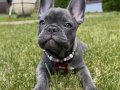 FRANSIZ BULLDOG YAVRULARIMIZ HAZIRDIR.
