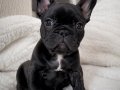 FRANSIZ BULLDOG YAVRULARIMIZ HAZIRDIR.