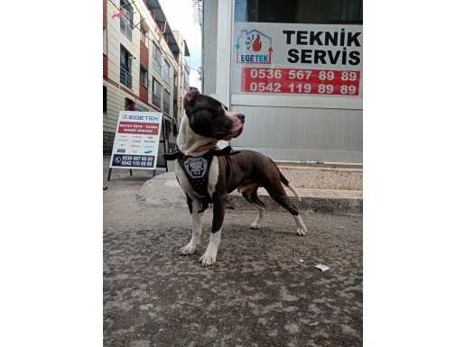 9.5 Aylık Erkek BluMix Pitbull