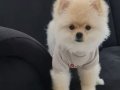 Eğitimli Dişi Pomernian Teddy Bear