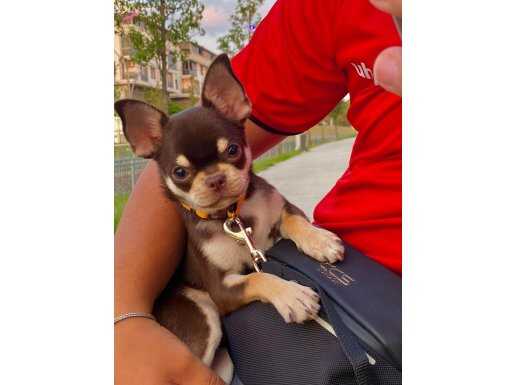 Orjinal Saf Kan Elma Kafa Küt Burun Çikolata Erkek