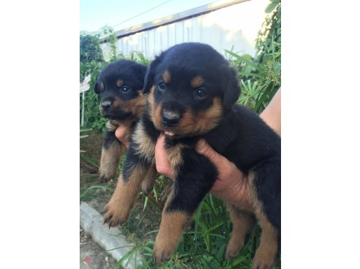 Koca Kafa Macar Rottweiler Yavrularımız 
