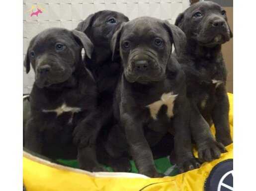 Üst Kalite Cane Corso Yavrularımız