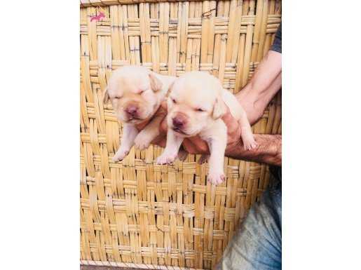Şampanya Labrador Retriever Yavrularımız