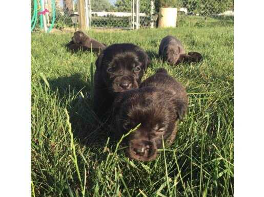 Cane Corso Mükemmel Kalite yavrular