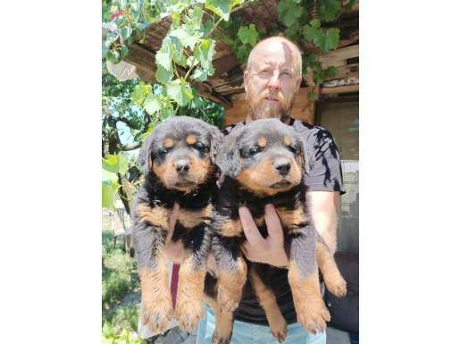 Show Kalite Rottweiler Yavrularımız