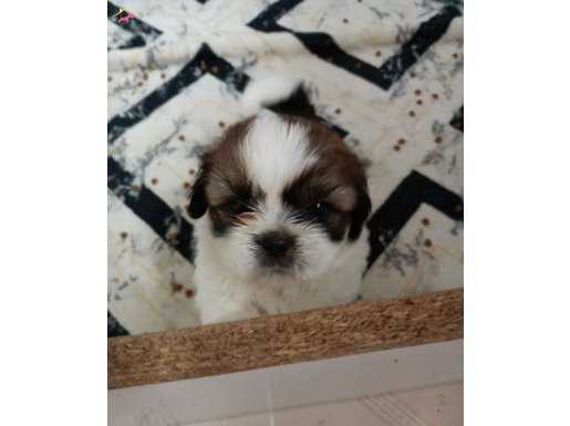 Show Kalite Shih Tzu Bebekler