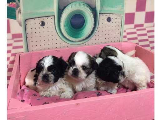 Irk ve Sağlık Garantili Shih Tzu yavrularımız