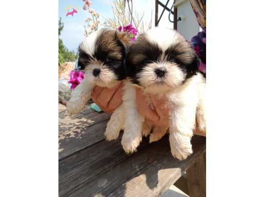 Muhteşem Shih tzu Yavrularım 