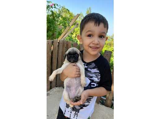Pug yavrularımız 