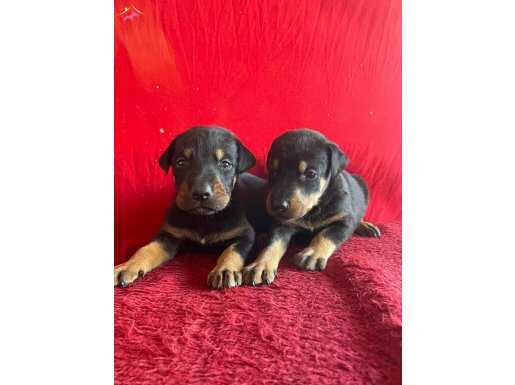 Doberman yavrularimiz 