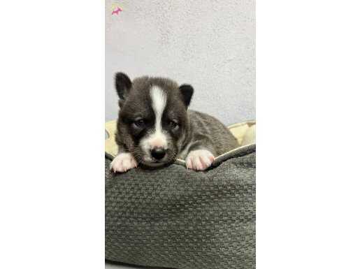 Husky 