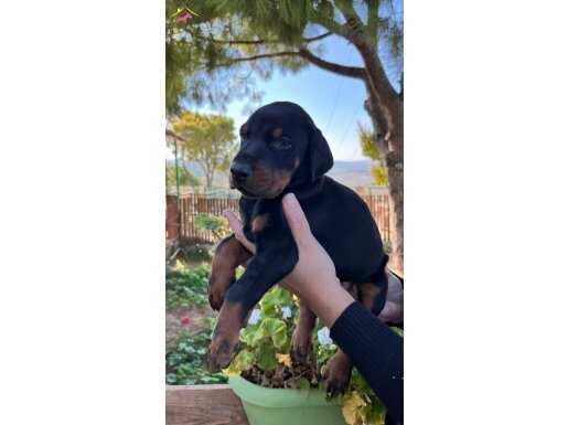 Doberman