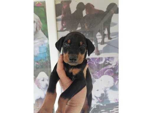 Doberman