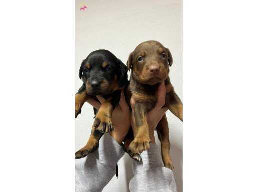 Doberman