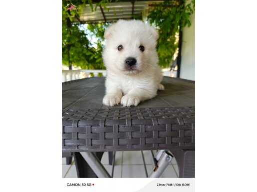 Samoyed 