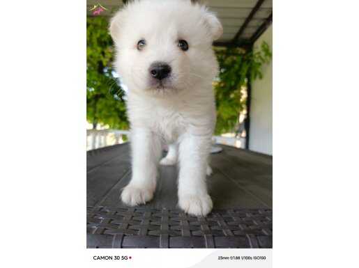 Samoyed 