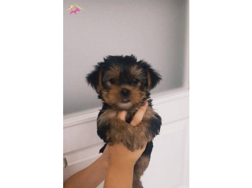 Elit Yorkshire Terrier Yavruları