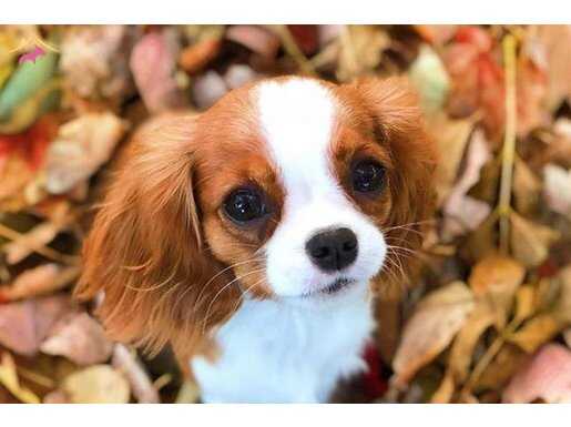 Maske Desenli İpeksi Tüylü Cavalier King Charles Yavrusu