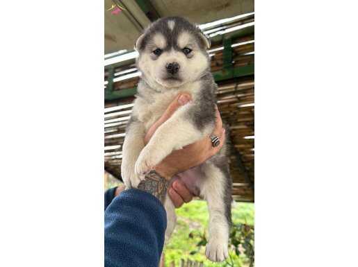 Maskeli Buz Mavisi Bakışlı Safkan Husky Yavruları