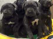 Üst Kalite Cane Corso Yavrularımız