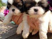 Maskeli Yüz Hattıyla Büyüleyen Minik Boy Shih Tzu Yavruları