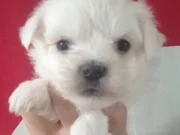 Minik yavruları