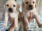 Sosyal Ortamın Yıldızı Şampanya Labrador Yavruları