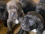 Gösterişli ve İri Yapılı Mavi Cane Corso Yavruları