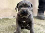 Safkan Karizmasıyla Mavi Bakışlı Blue Cane Corso