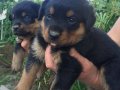 Koca Kafa Macar Rottweiler Yavrularımız 